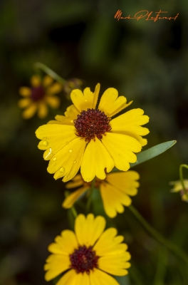 Brown Eyed Susan April 2020